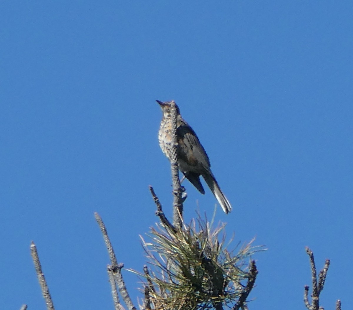 Sage Thrasher - ML603543181