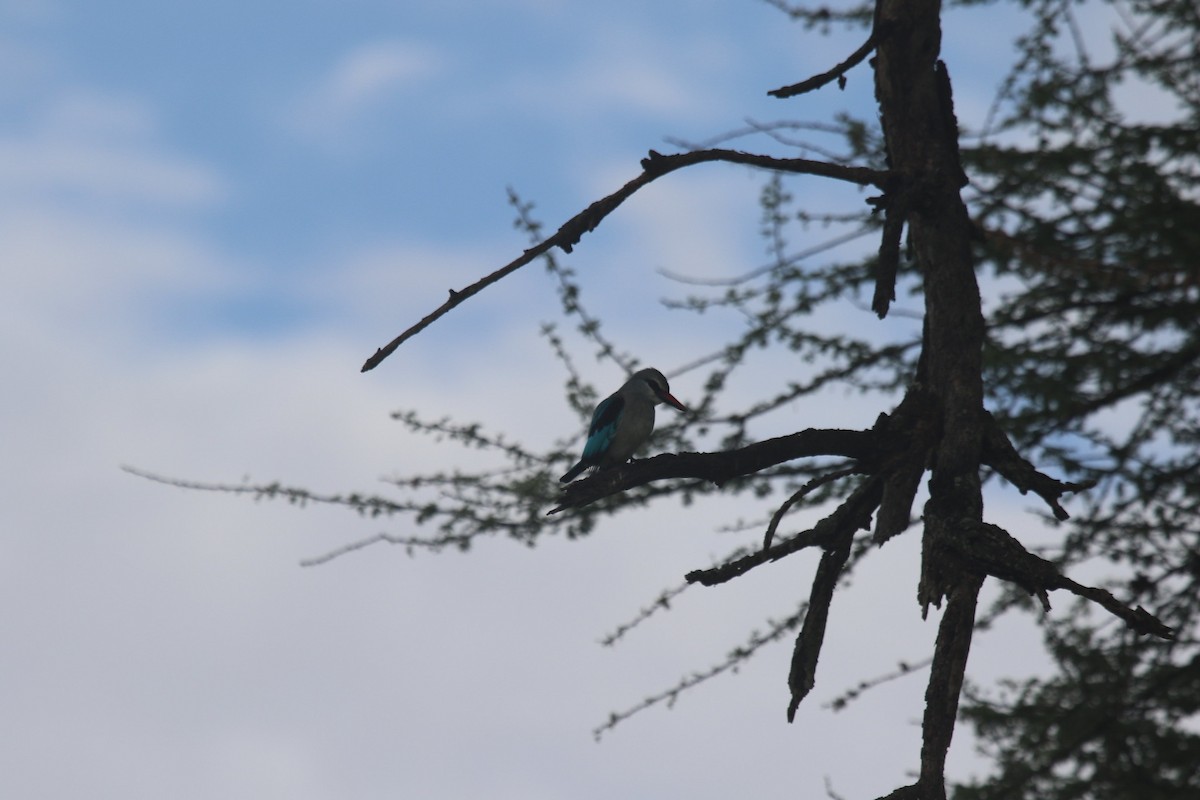 Woodland Kingfisher - ML603543191