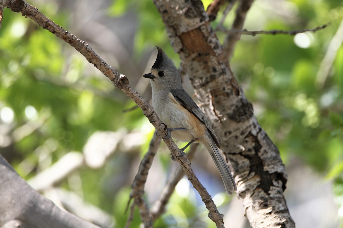 Black-crested Titmouse - ML603543311