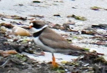 Semipalmated Plover - ML603543331