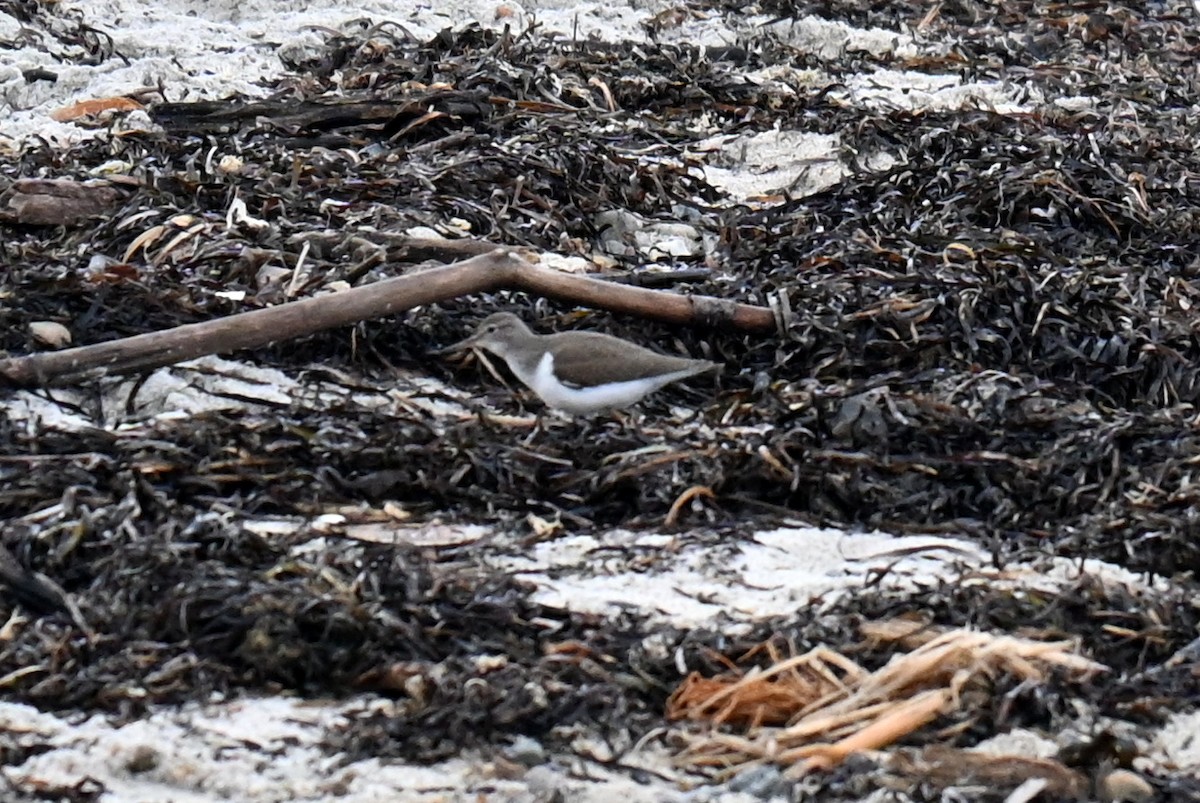 Spotted Sandpiper - ML603543521