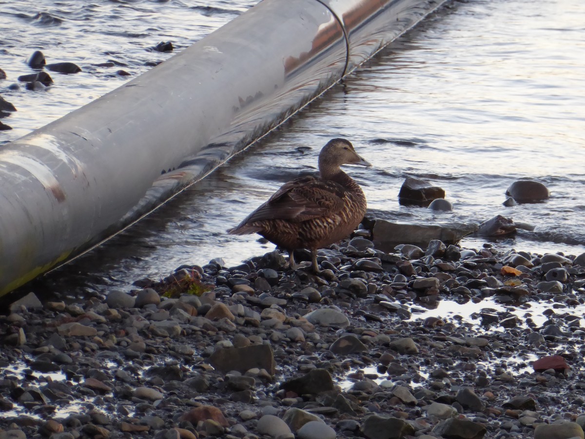 Common Eider - ML603543551