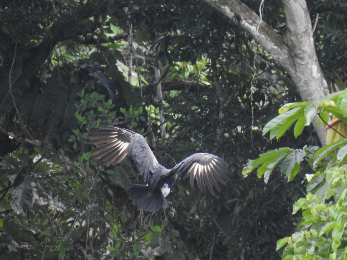 Horned Screamer - Juan Carlos🦉 Crespo