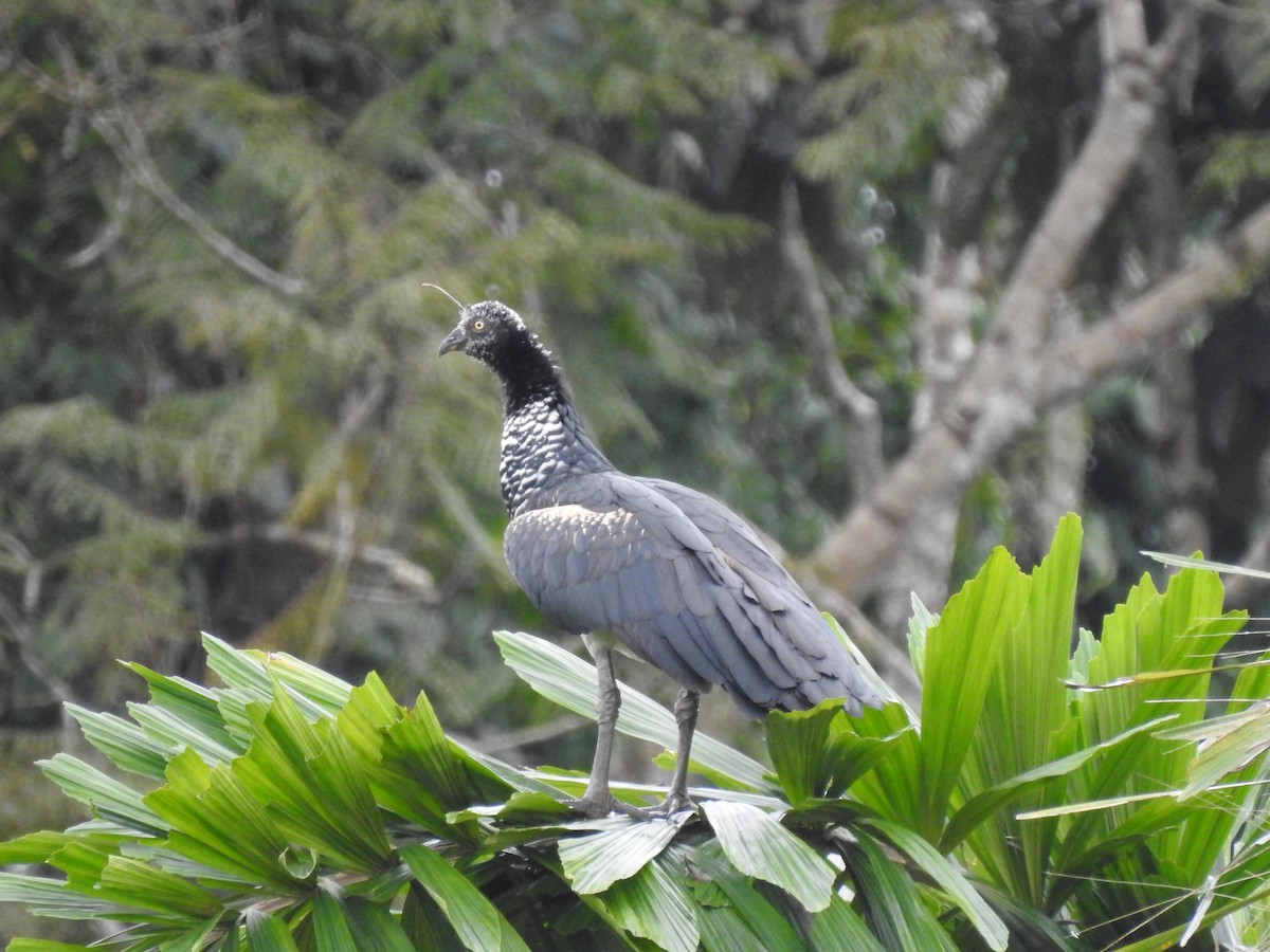 Horned Screamer - Juan Carlos🦉 Crespo