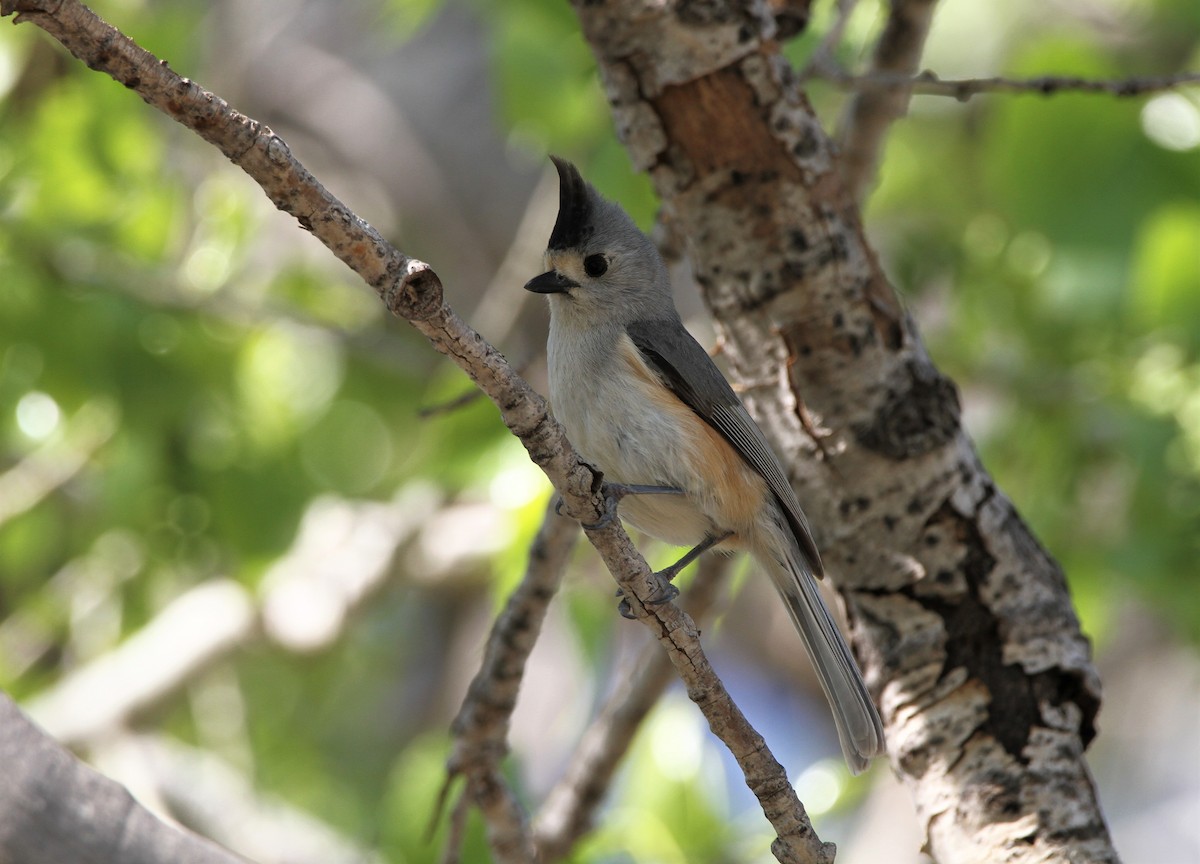 Black-crested Titmouse - ML603543831