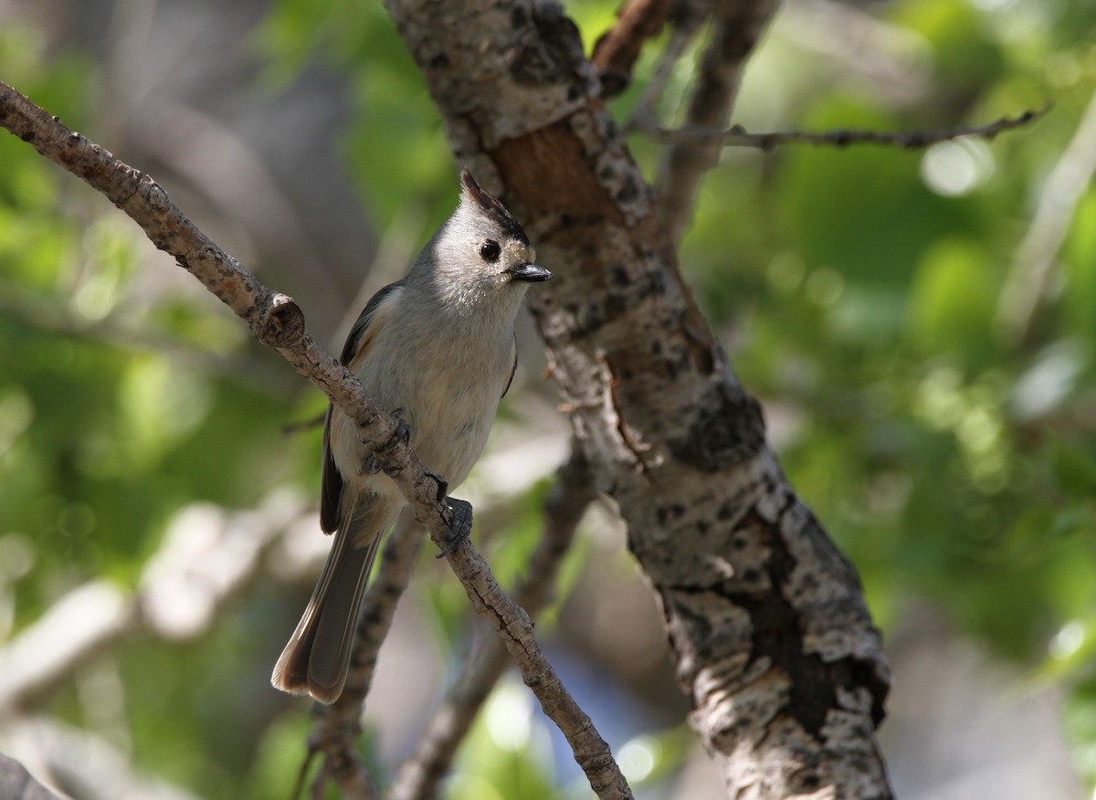 Black-crested Titmouse - ML603544211