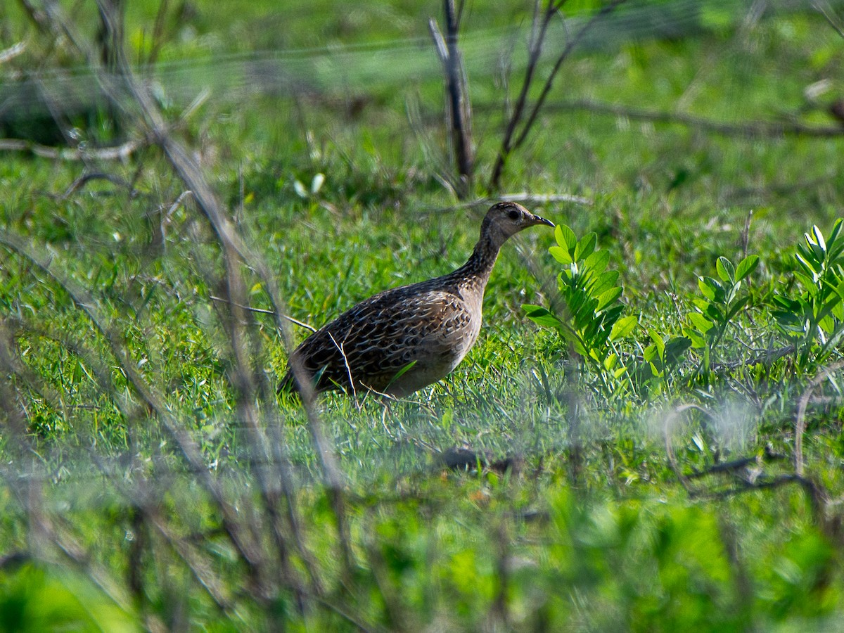 Chilean Tinamou - Sebastián Acevedo