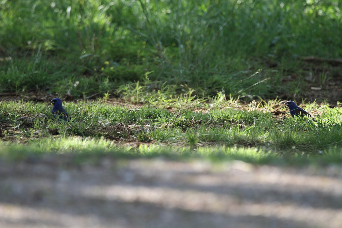 Blue Grosbeak - ML603544281