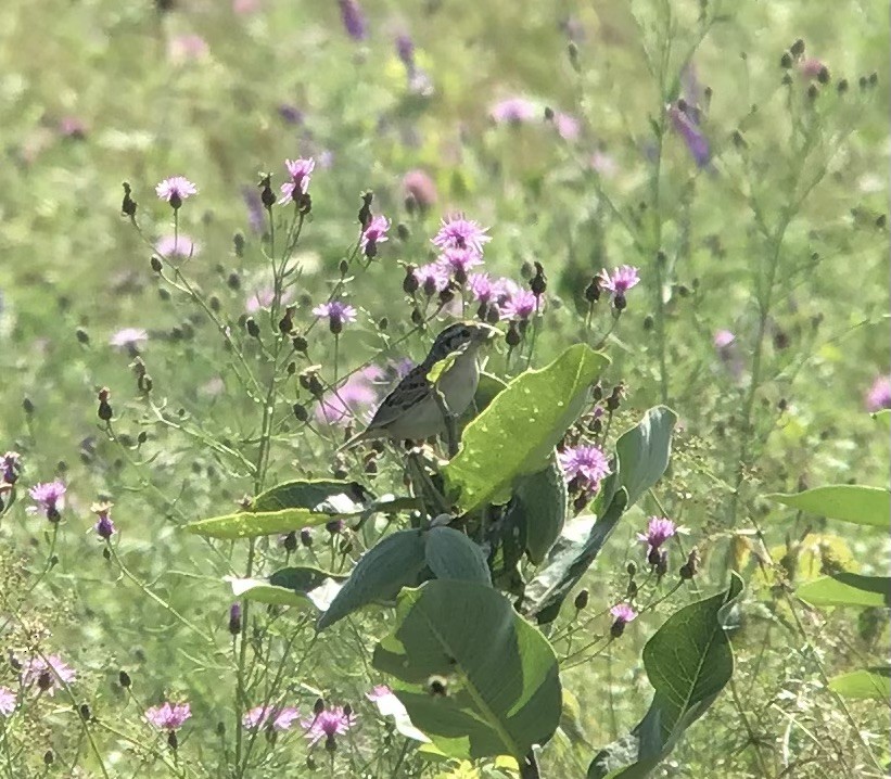 Grasshopper Sparrow - Alison  Wagner