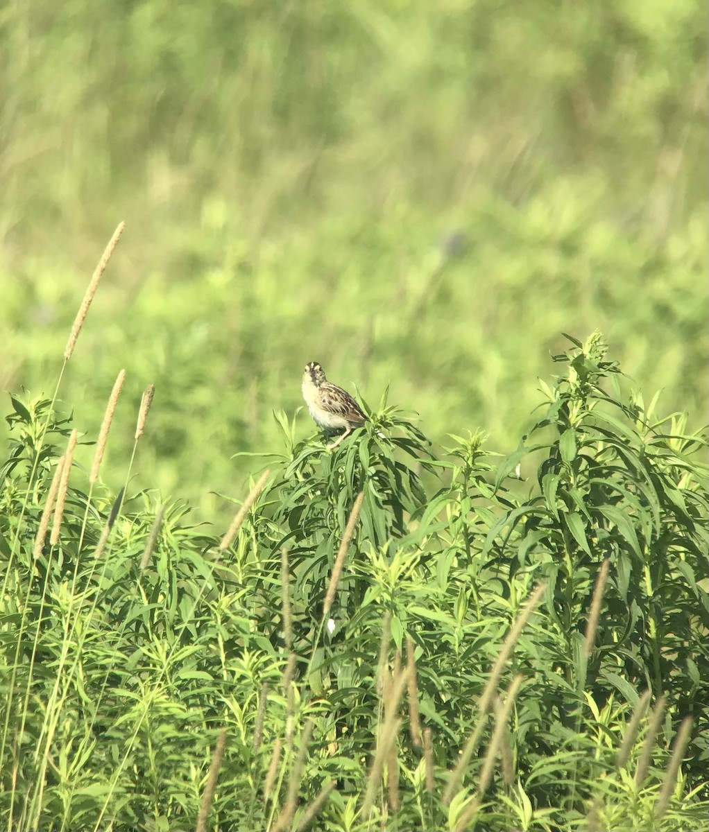 Grasshopper Sparrow - ML603544381