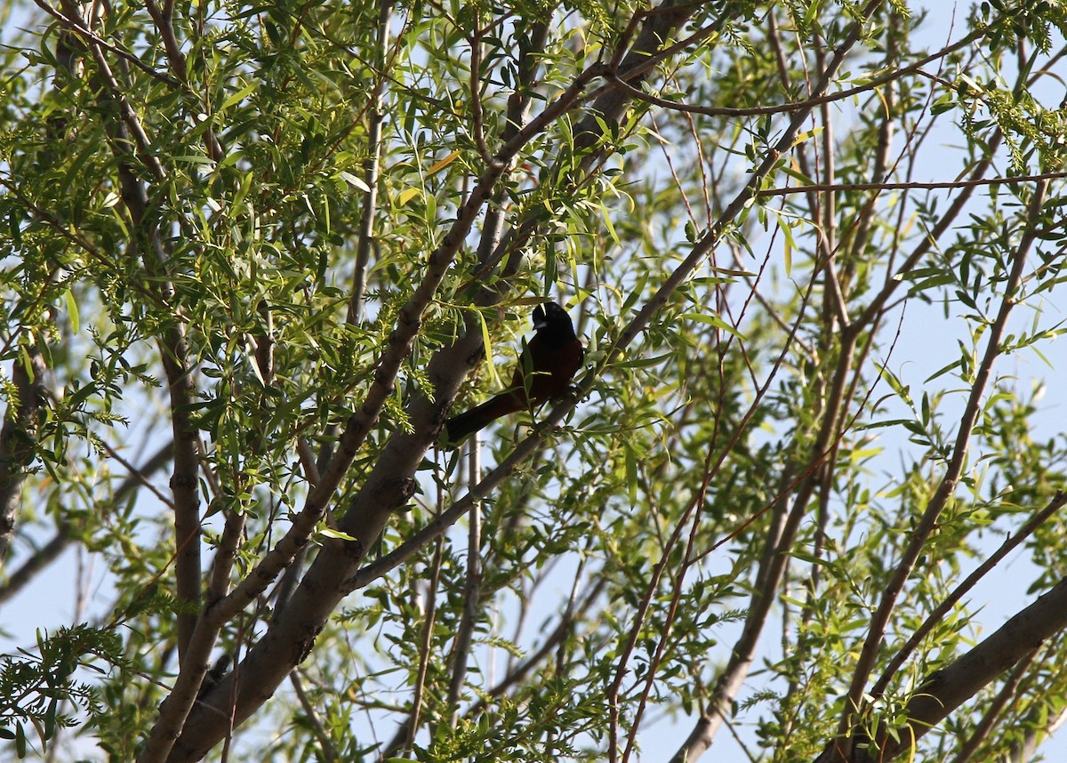 Orchard Oriole - ML603544401