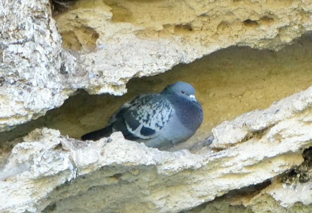 Rock Pigeon (Feral Pigeon) - ML603544451