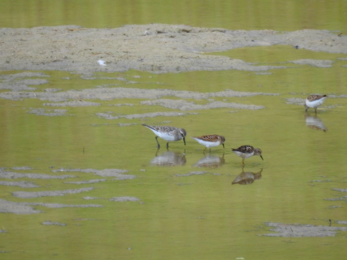 White-rumped Sandpiper - Timothy Akin