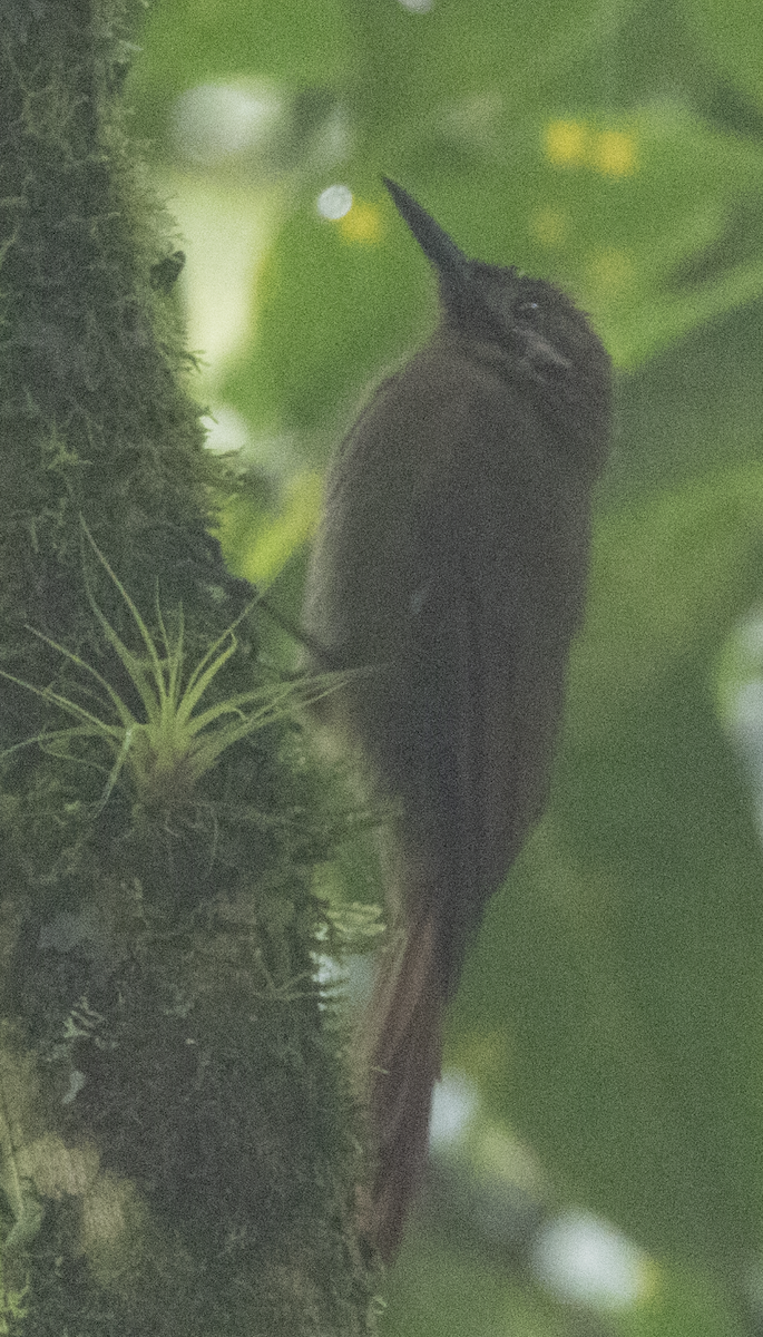 Plain-brown Woodcreeper - ML603544601