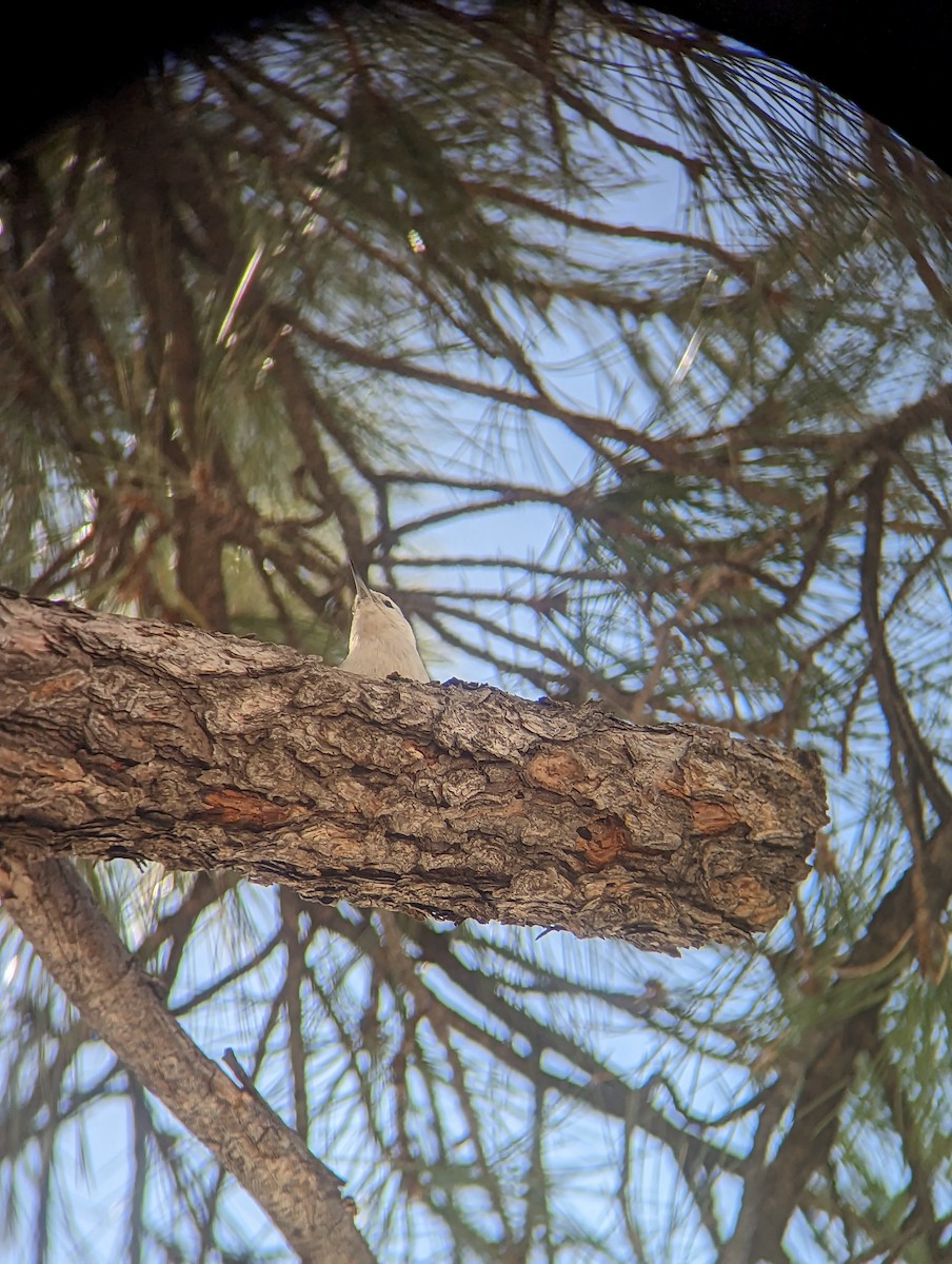 White-breasted Nuthatch - Peyton Jackson