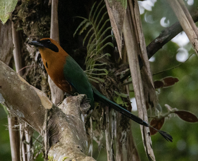 Rufous Motmot - ML603544891