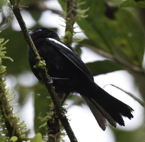 White-shouldered Tanager - ML603545011