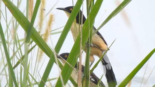 Black-capped Donacobius - ML603545081