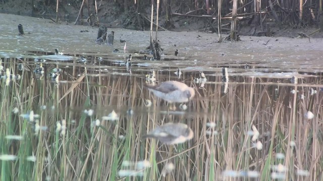 Stilt Sandpiper - ML603545161