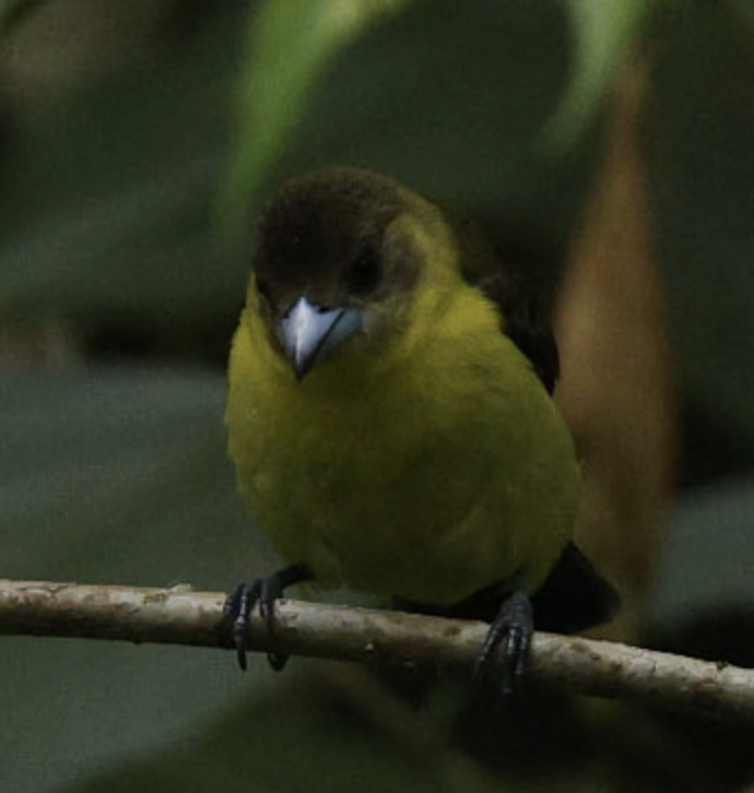 Flame-rumped Tanager (Lemon-rumped) - ML603545291