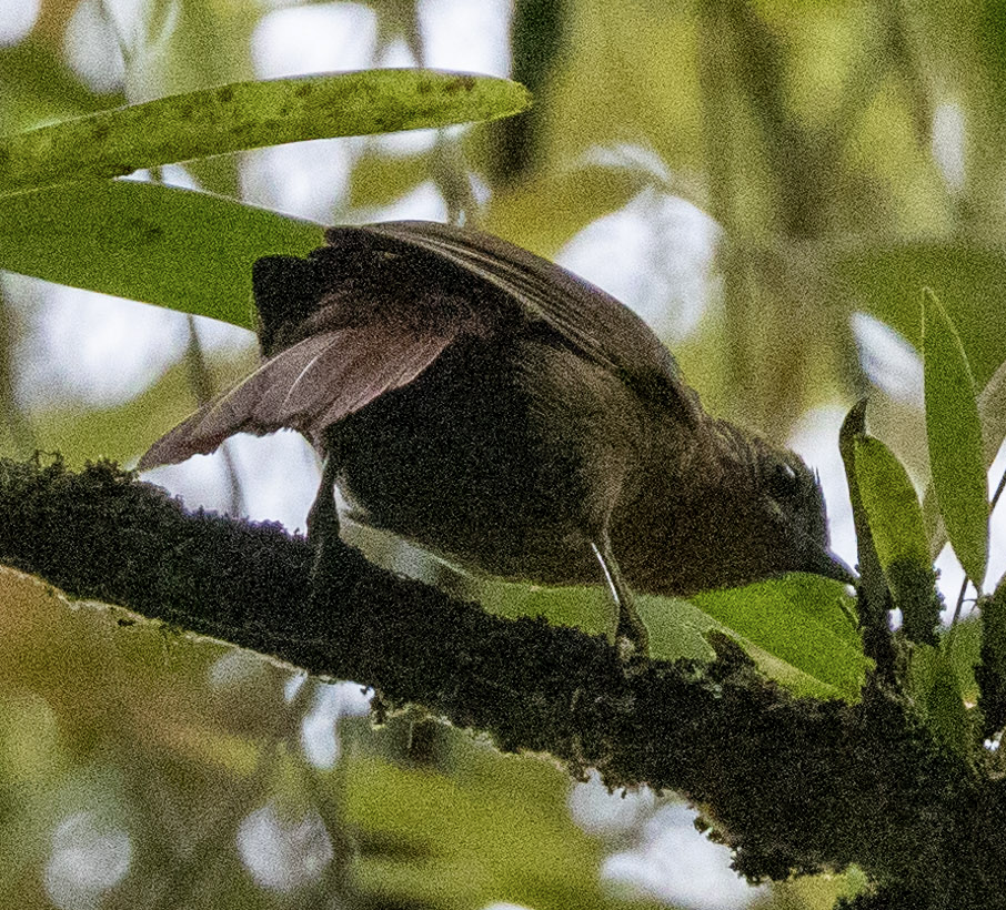 White-lined Tanager - ML603545411