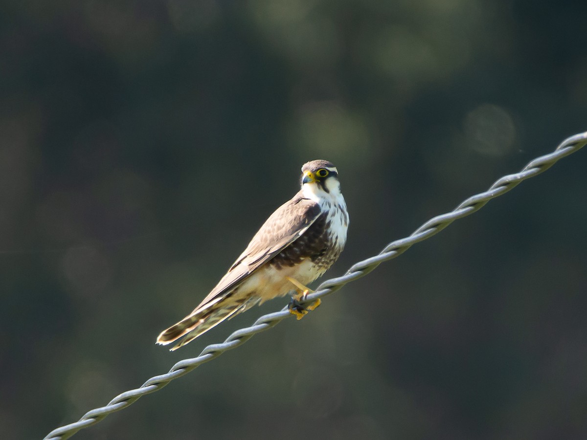 Aplomado Falcon - Sebastián Acevedo