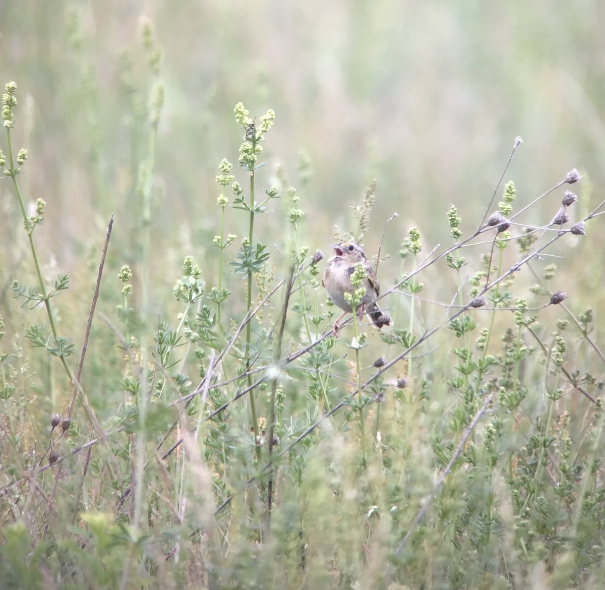 Grasshopper Sparrow - ML603545481