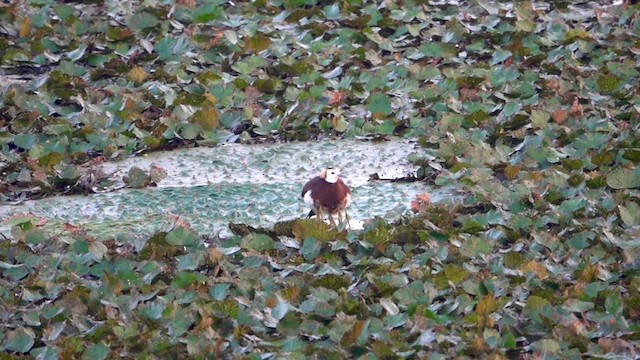 Pheasant-tailed Jacana - ML603546021