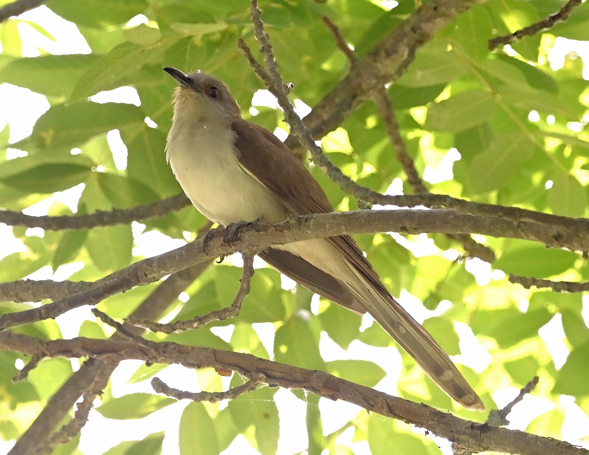 Black-billed Cuckoo - ML603547001