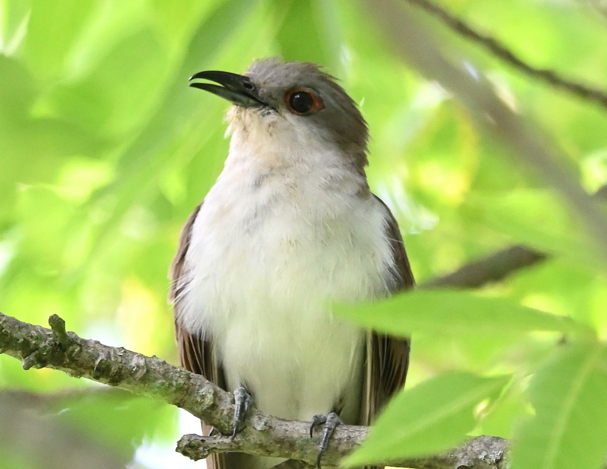 Black-billed Cuckoo - ML603547071