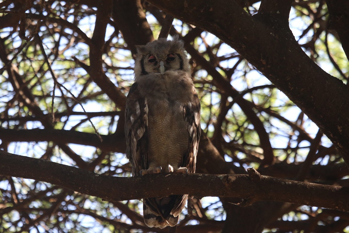 Verreaux's Eagle-Owl - ML603547801