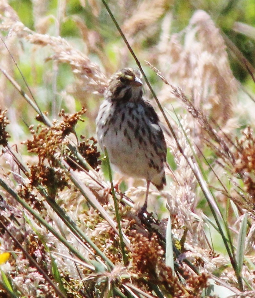 Savannah Sparrow - ML603548561