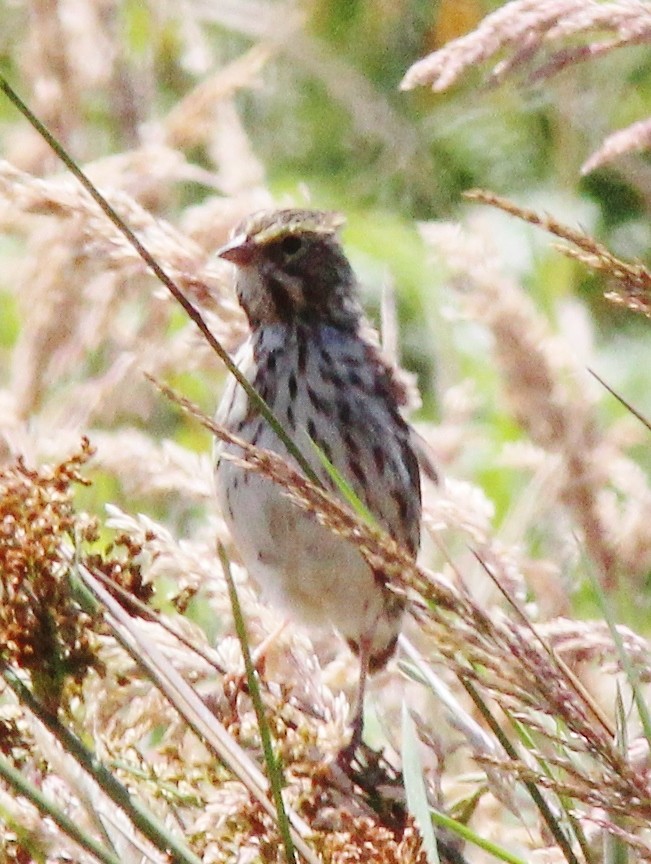 Savannah Sparrow - Debby Parker