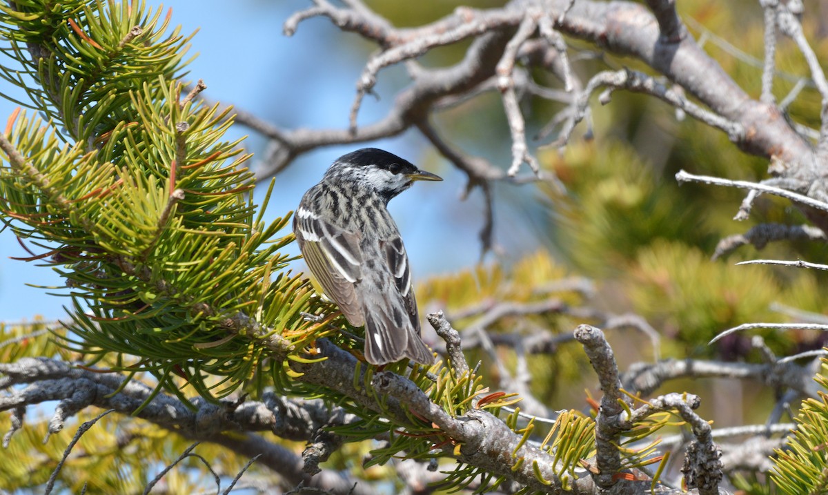 Blackpoll Warbler - Kathy Marche