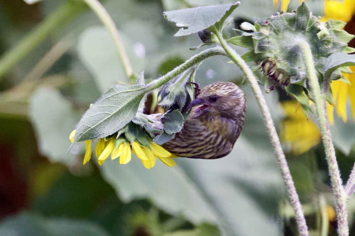 Red Crossbill - ML603549871