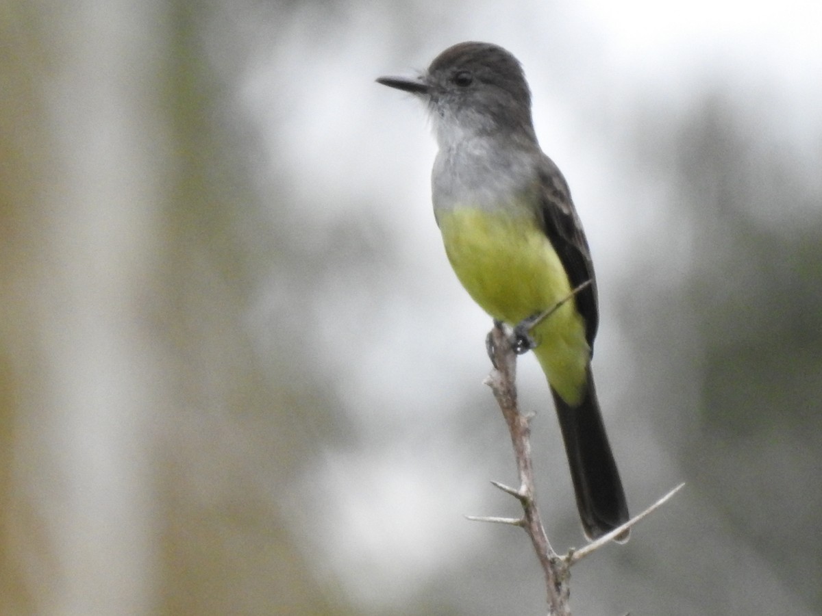 Short-crested Flycatcher - ML603550181