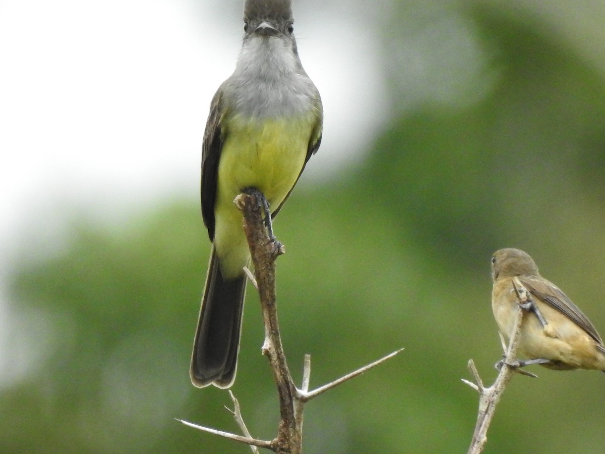 Short-crested Flycatcher - Juan Carlos🦉 Crespo