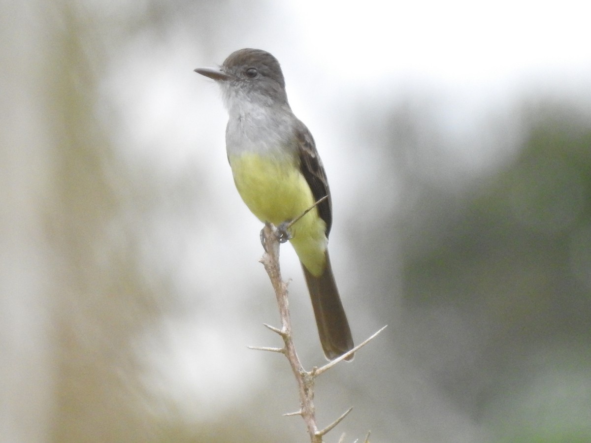 Short-crested Flycatcher - Juan Carlos🦉 Crespo