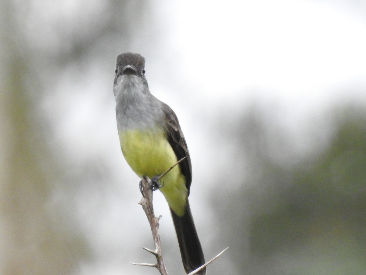 Short-crested Flycatcher - ML603550211