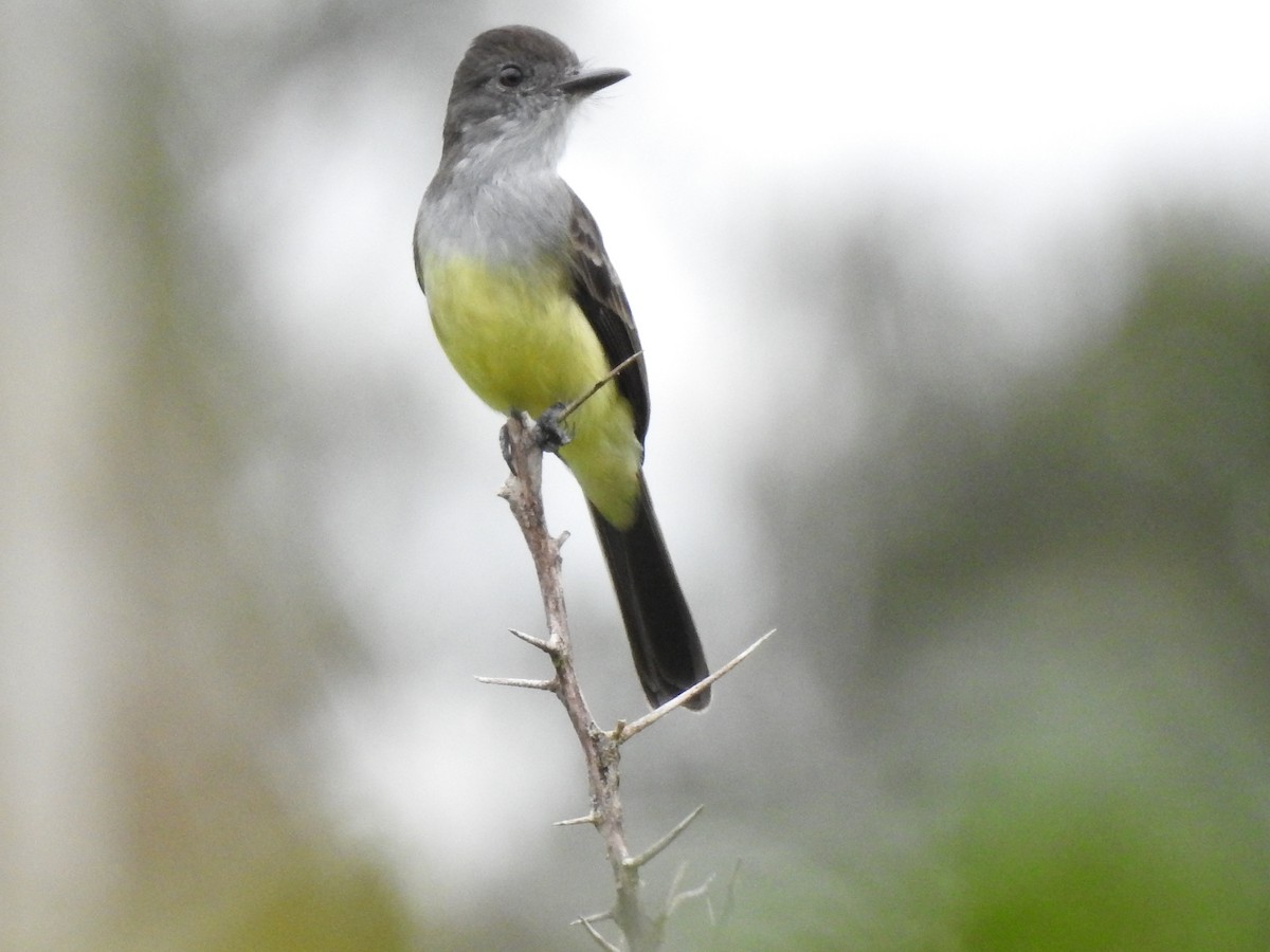 Short-crested Flycatcher - ML603550221