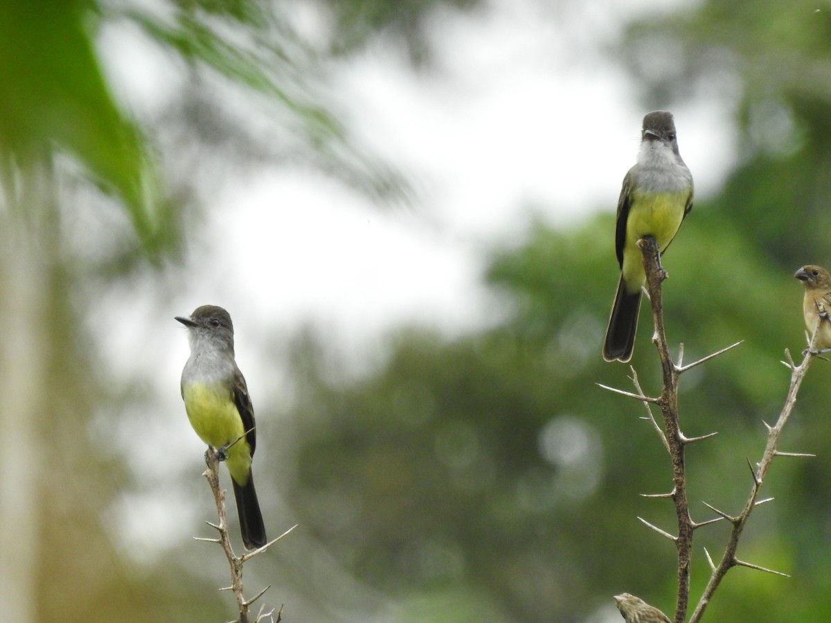 Short-crested Flycatcher - Juan Carlos🦉 Crespo