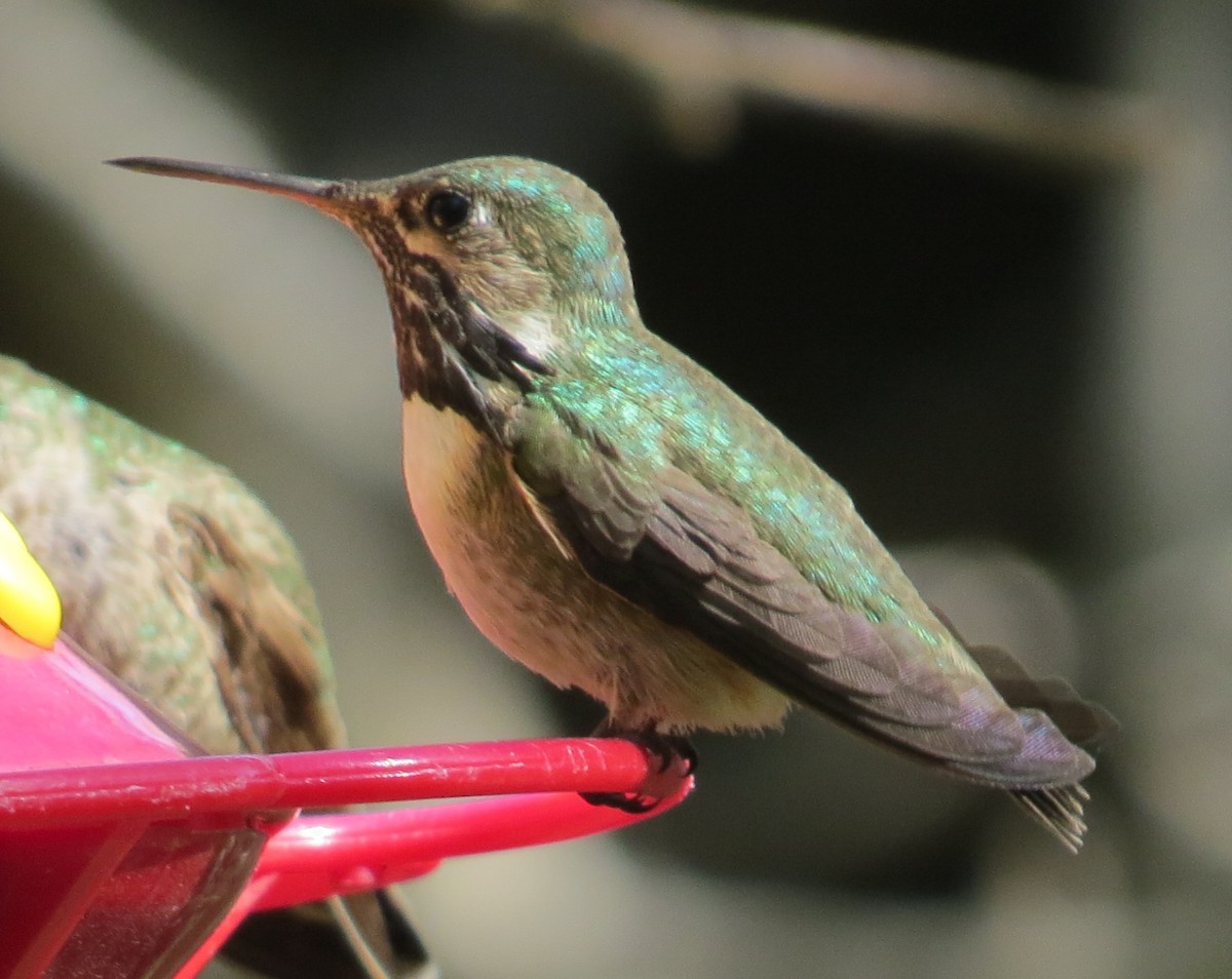 Calliope Hummingbird - Howard King