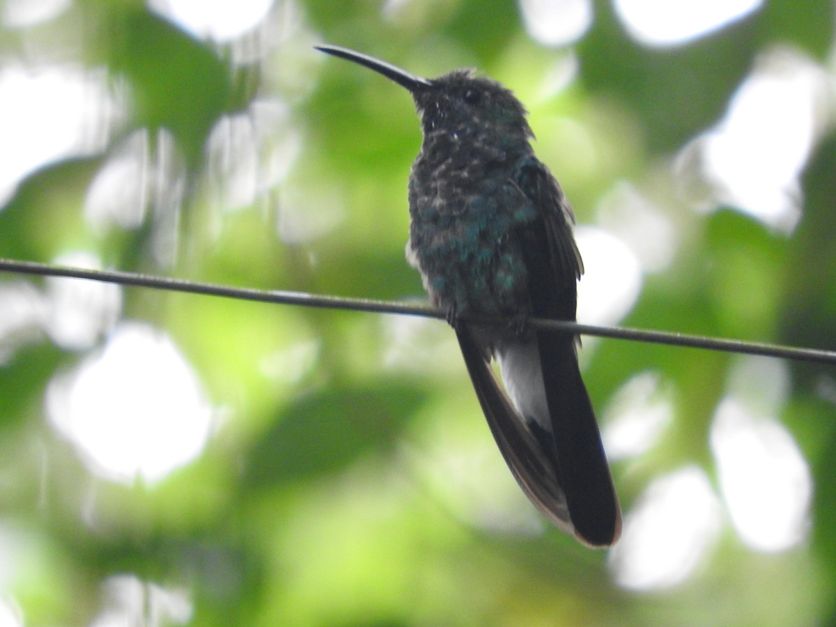 Colibrí de Buffon - ML603552021