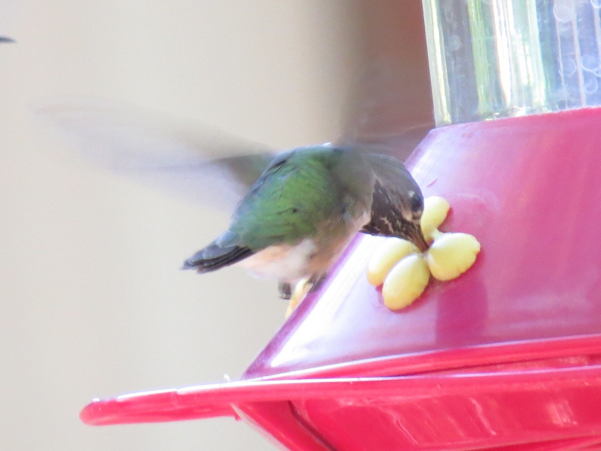 Calliope Hummingbird - ML60355211