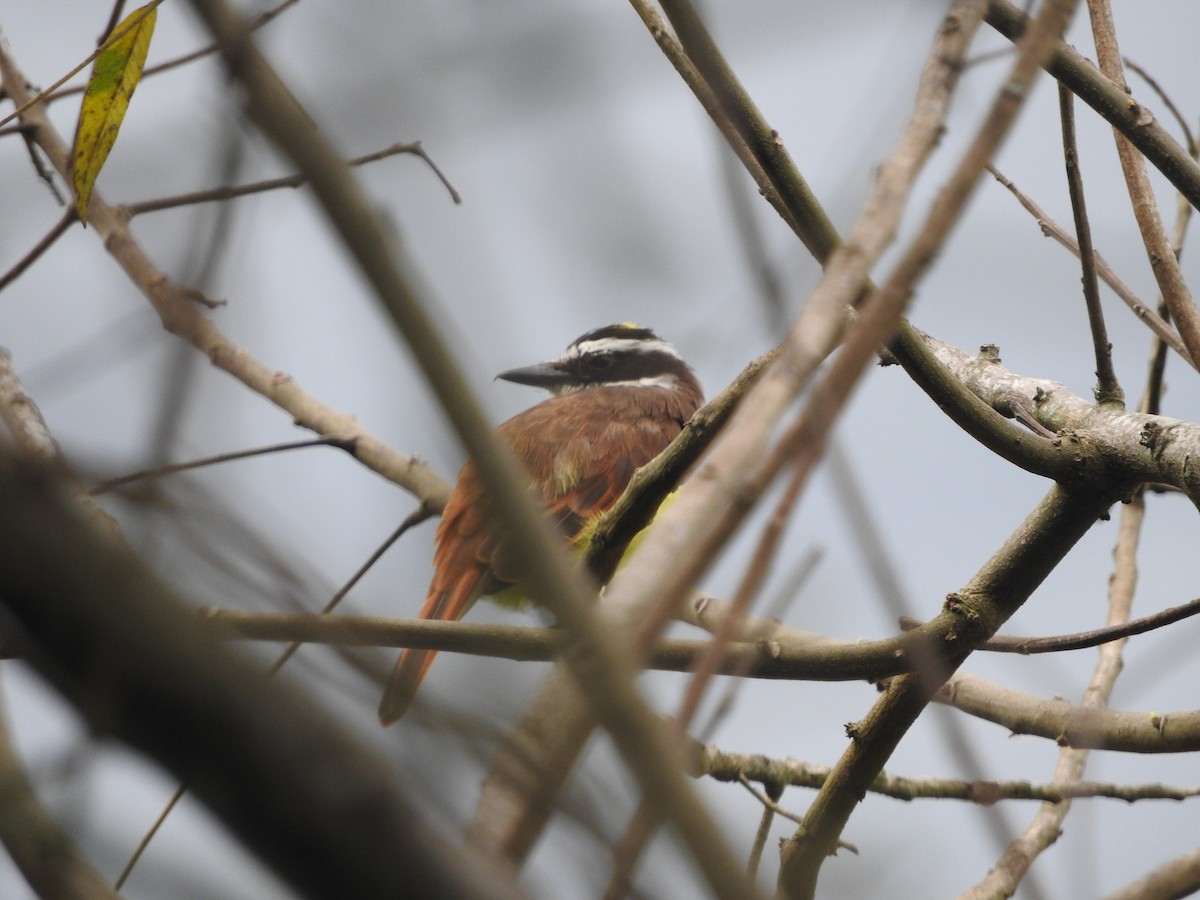 Boat-billed Flycatcher - ML603552251