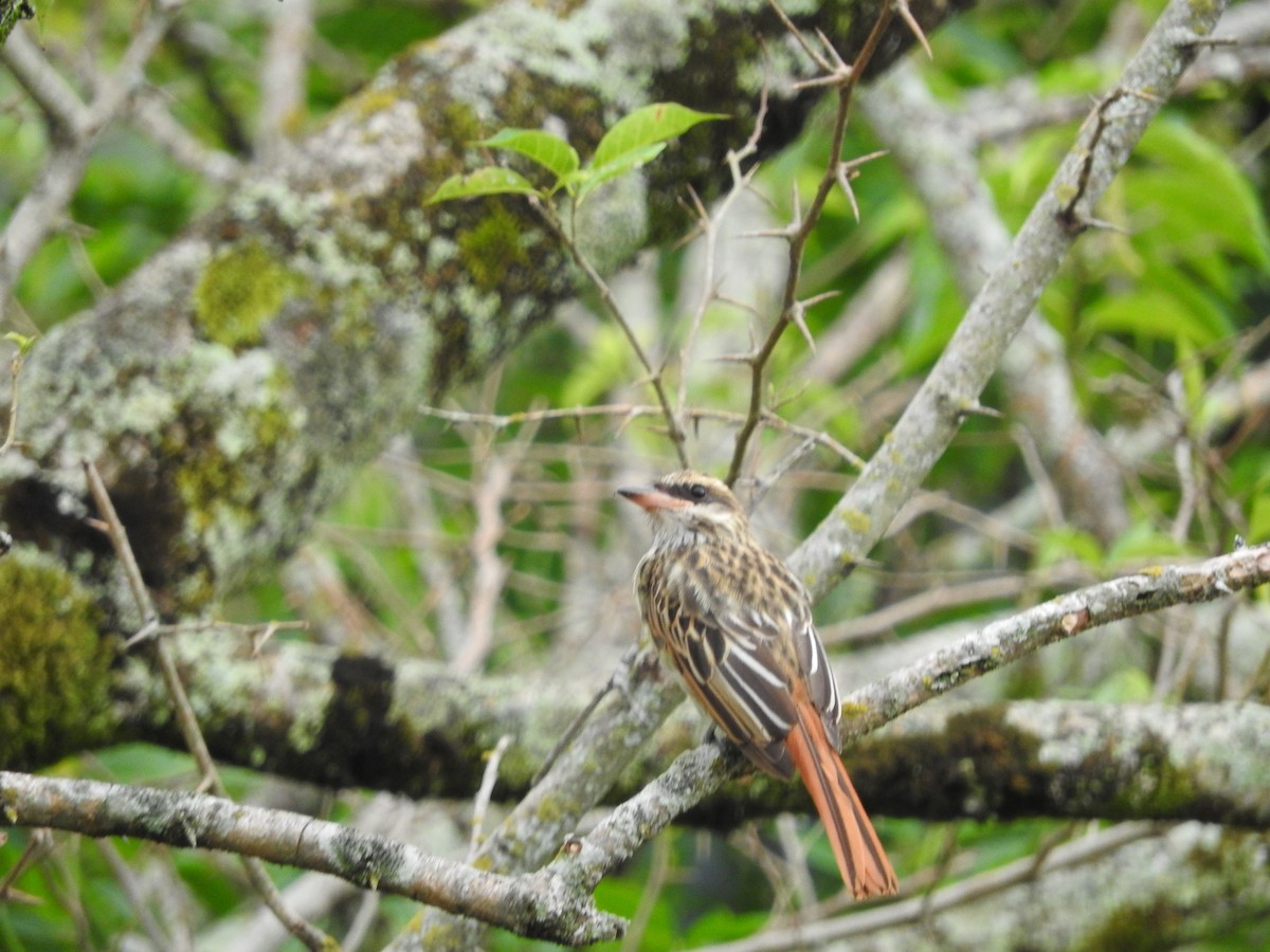 Sulphur-bellied Flycatcher - ML603552351