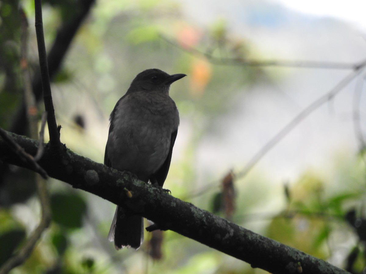 Black-billed Thrush - ML603552551