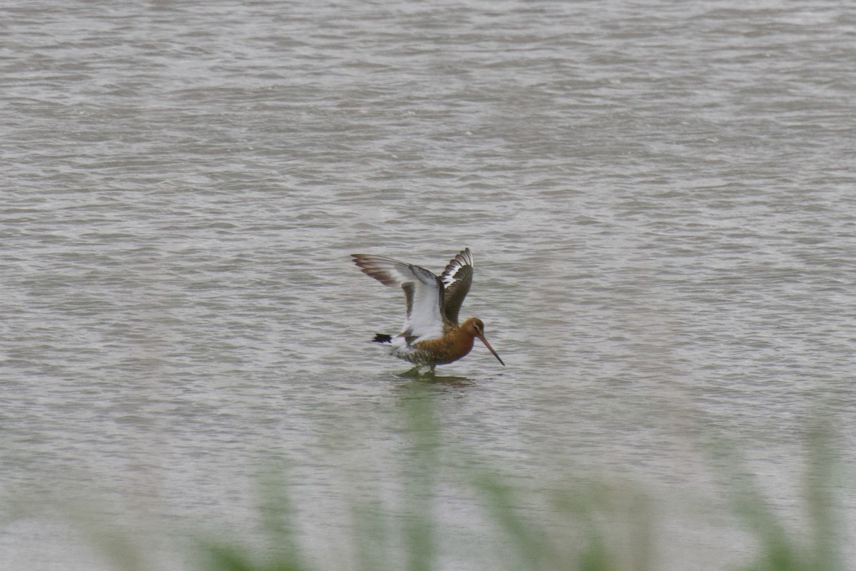 Black-tailed Godwit - ML603552851