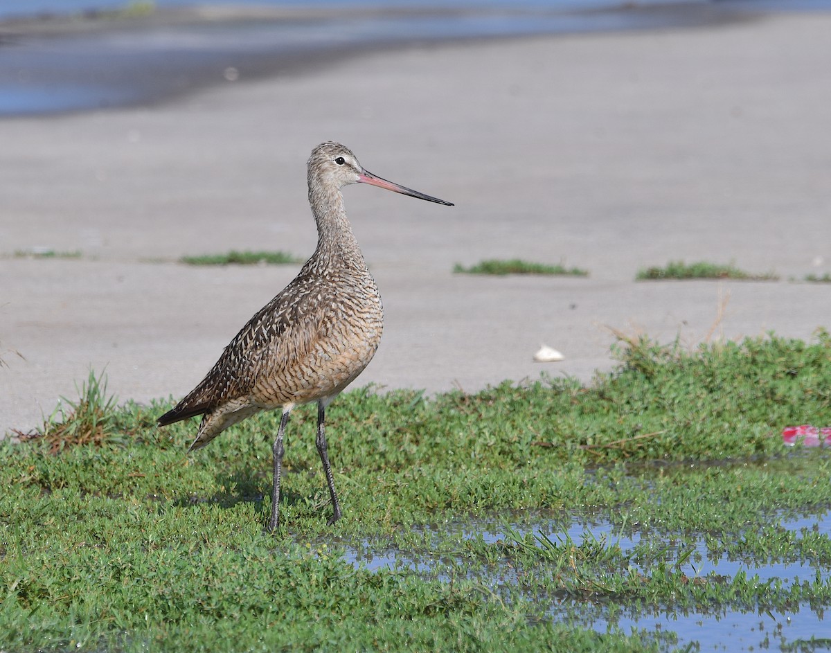 Marbled Godwit - ML603553251