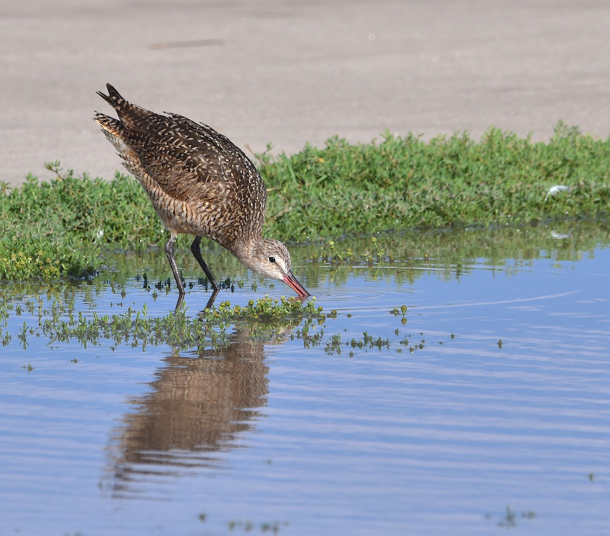 Marbled Godwit - ML603553261